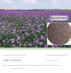 Dtopbuyage - - graines de verveine 1000 gélules Online