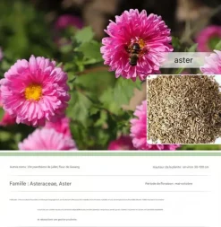 Dtopbuyage - - graines d'aster 1000 gélules Clearance