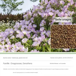 Dtopbuyage - - graines d'onagre 10 000 gélules Hot