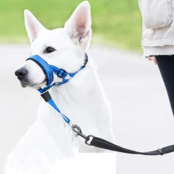 Dtopbuyage - licol anti-traction pour chien de taille moyenne Discount