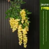 Dtopbuyage - Fleurs artificielles de glycine et de cassia fistula pour décoration du plafond jaune*2 Outlet