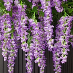 Dtopbuyage - Fleurs artificielles de glycine et de cassia fistula pour décoration du plafond violet*2 Clearance