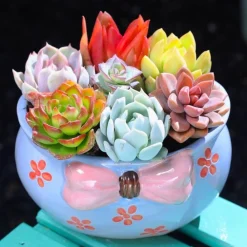 Dtopbuyage Cache-Pots Et Bacs D'Intérieur | - Pot céramique coloré 12x10x7cm fleurs