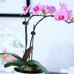 Dtopbuyage Pots, Jardinières Et Carrés Potagers | - Supports pour orchidées papillon support 40cm 10 pièces