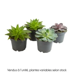 NA Echeveria mix, variétés variables : pot D.12cm Sale