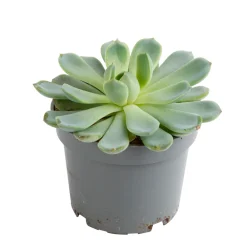 NA Echeveria mix, variétés variables : pot D.12cm Sale