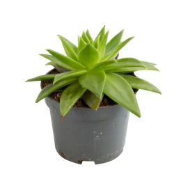 NA Echeveria mix, variétés variables : pot D.12cm Sale