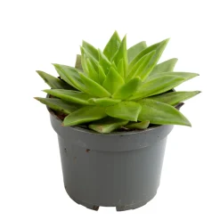 NA Echeveria mix, variétés variables : pot D.12cm Sale