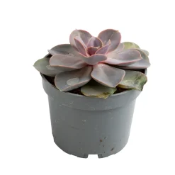 NA Echeveria mix, variétés variables : pot D.12cm Sale