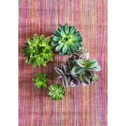 NA Echeveria mix, variétés variables : pot D.12cm Sale