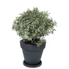 Elho Pots Et Jardinières | - Pot Pure Round en plastique rotomoulé anthracite - D.39,5 cm