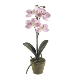 Emerald - Orchidée mini, rose H. 25 cm, en pot Sale