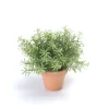 Emerald Fleurs Et Plantes Artificielles | - Romarin, en pot terra cotta Ø 9 cm