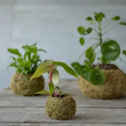 Esschert Design - Kokedama boule de mousse 9 cm Clearance