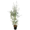 NA Eucalyptus gunnii silver' pot 10L