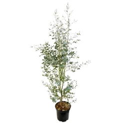 NA Eucalyptus gunnii silver' pot 10L