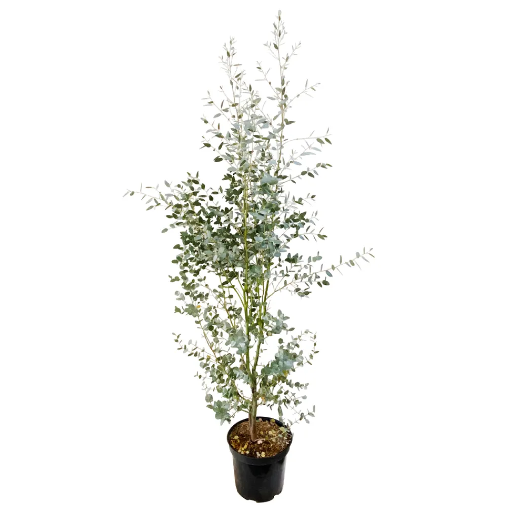NA Eucalyptus gunnii silver' pot 10L
