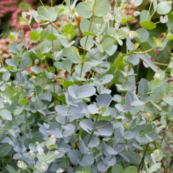 NA Eucalyptus gunnii silver' pot 10L