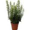 NA Fleurs De Saison | Euonymus japonicus 'Microphyllus' : pot D.13cm
