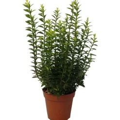 NA Fleurs De Saison | Euonymus japonicus 'Microphyllus' : pot D.13cm