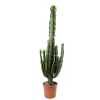 NA Cactus Et Plantes Grasses | Euphorbe erythrea H120cm : pot Ø25cm