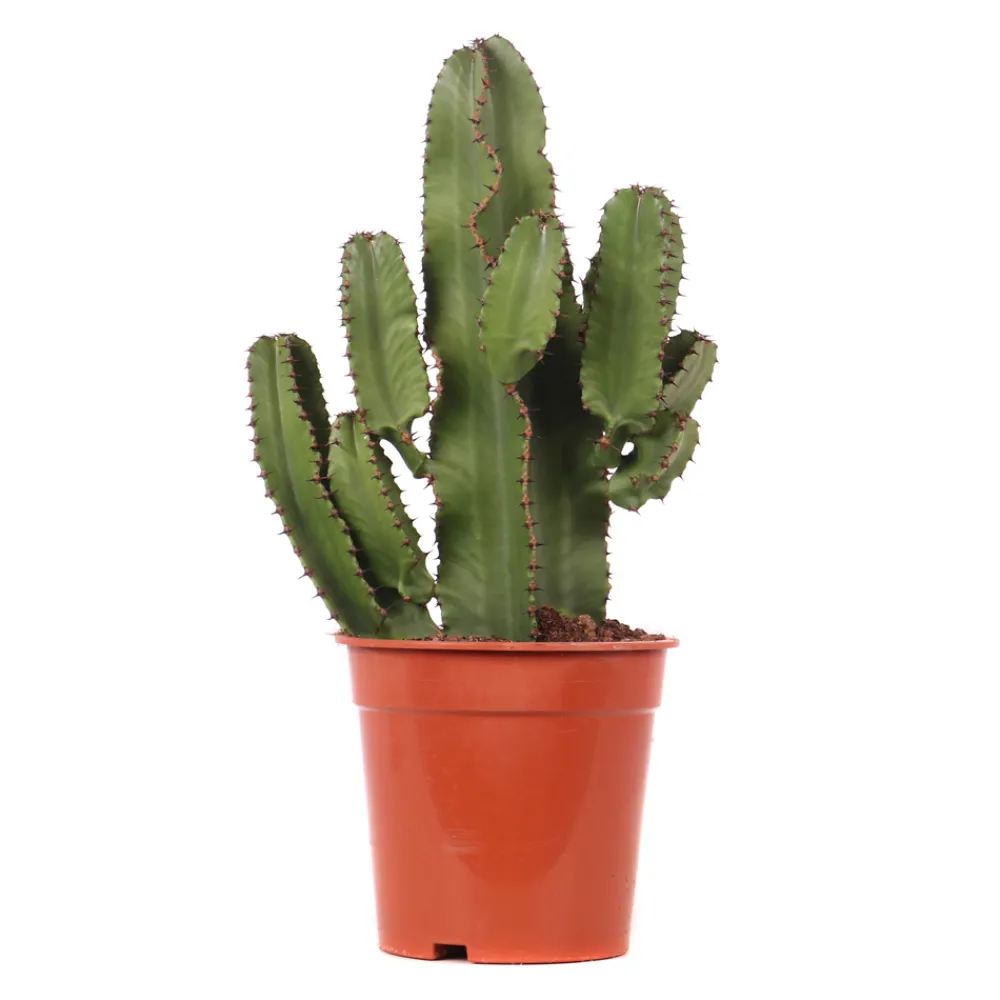 NA Euphorbe mix, variétés variables : pot D.21cm Online