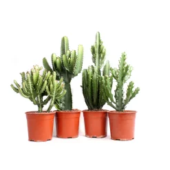 NA Euphorbe mix, variétés variables : pot D.21cm Online
