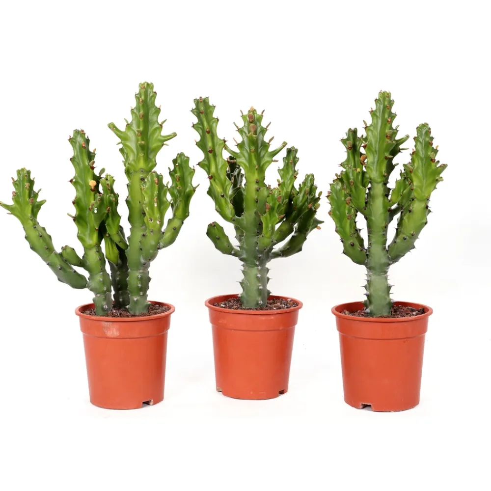 NA Euphorbe mix, variétés variables : pot D.21cm Online