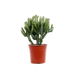 NA Euphorbe mix, variétés variables : pot D.21cm Online