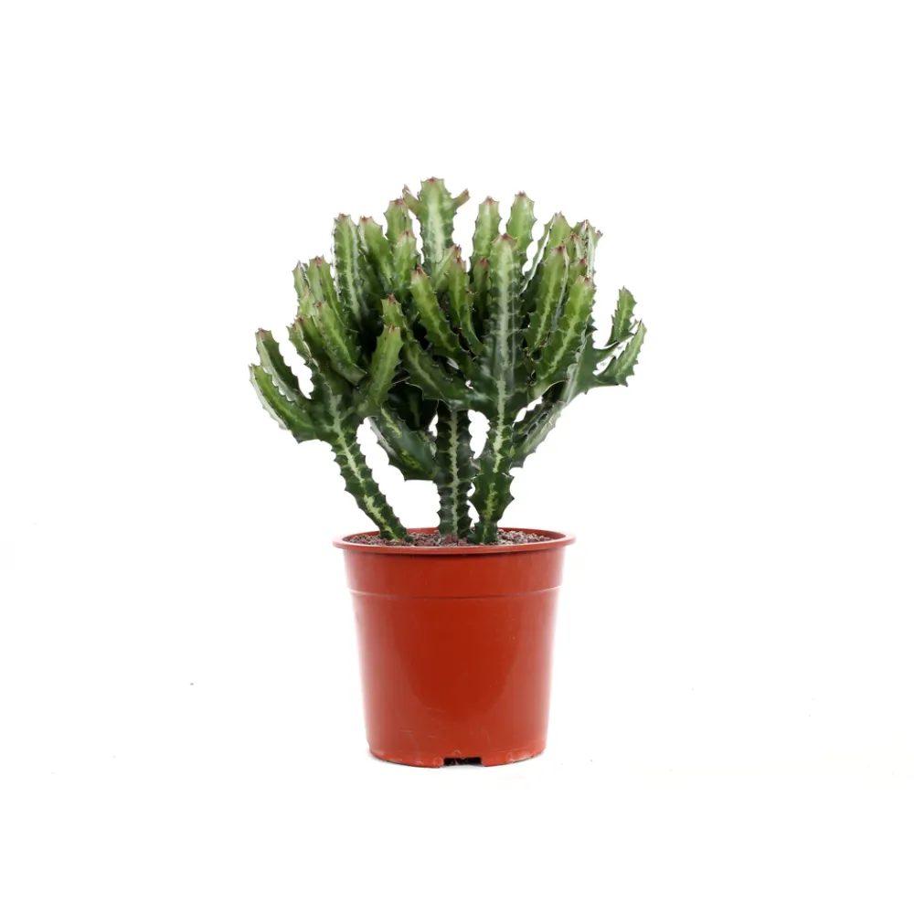 NA Euphorbe mix, variétés variables : pot D.21cm Online