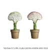 NA Cactus Et Plantes Grasses | Euphorbia lactea mix : pot D.9cm