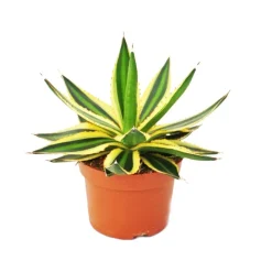 Exotenherz Cactus Et Plantes Grasses | - Agave lophanta quadricolor quatre couleurs pot 12cm succulente
