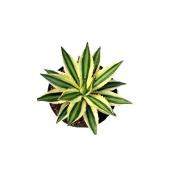 Exotenherz Cactus Et Plantes Grasses | - Agave lophanta quadricolor quatre couleurs pot 12cm succulente