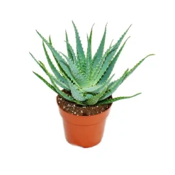 Exotenherz - Aloe aborescens dans un pot de 19 cm Clearance