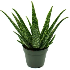 Exotenherz - Aloe medivera tropical - nouvelle variété d'aloe vera - pot de 14cm - hauteur d'environ 30cm Best
