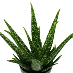 Exotenherz - Aloe medivera tropical - nouvelle variété d'aloe vera - pot de 14cm - hauteur d'environ 30cm Best