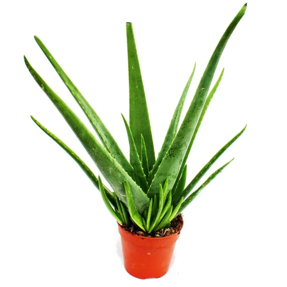 Exotenherz - Aloe vera - ca. 4-5 ans - pot de 15cm Online