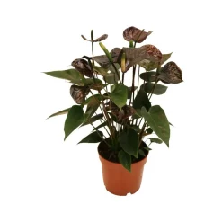 Exotenherz - Anthurium andreanum "black karma" - avec fleur noire dans un pot de 12cm New