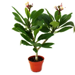 Exotenherz Plantes Fleuries | - Arbre du temple hawaïen - plumeria - couleur surprise