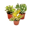Exotenherz - Arbre monétaire, 3 espèces différentes de crassula en pot de 5,5cm Hot
