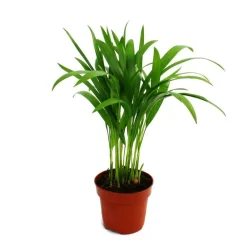 Exotenherz - Areca - chrysalidocarpus lutescens - palmier aux fruits dorés en pot de 12cm Outlet