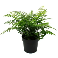 Exotenherz - Asplenium dimorphum parvati- variétés spéciales de fougères pour la chambre fougère nid pot de 17cm hauteur environ 30-40cm Hot