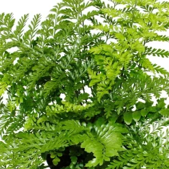 Exotenherz - Asplenium dimorphum parvati- variétés spéciales de fougères pour la chambre fougère nid pot de 17cm hauteur environ 30-40cm Hot