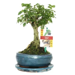 Exotenherz - Bonsaï chin. Liguster - ligustrum sinensis - ca. 6 ans - forme sphérique Hot