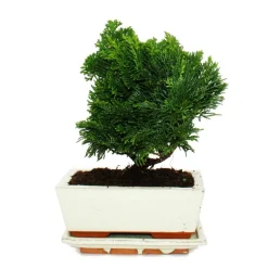 Exotenherz - Bonsaï d'extérieur - chamaecyparis - cyprès - 3-4 ans - avec soucoupe Hot