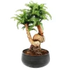 Exotenherz - Bonsaï d'intérieur araucaria cunninghamii sapin d'intérieur araucaria de nouvelle-guinée hauteur env. 65cm coupe 26cm Sale
