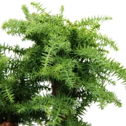 Exotenherz - Bonsaï d'intérieur araucaria cunninghamii sapin d'intérieur araucaria de nouvelle-guinée hauteur env. 65cm coupe 26cm Sale
