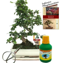 Exotenherz Bonsaïs | - Bonsaï - fukientee - carmona microphylla - environ 10 ans - bol 25cm - coffret cadeau avec ciseaux et engrais