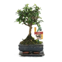 Exotenherz - Bonsaï fukientee - carmona microphylla - ca. 6 ans - forme sphérique Hot