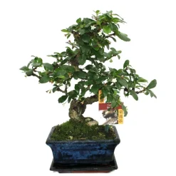 Exotenherz - Bonsaï fukientee - carmona microphylla - ca. 6 ans Hot